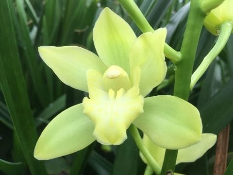 Cymb Mi Limoncello Leekade X24 20% Extra Packed